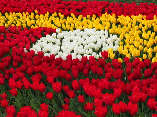 field of red tulips - 262514133