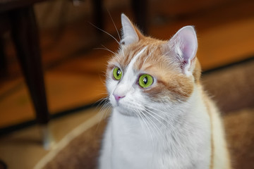Beautiful fluffy red cat with white breast and green eyes close-up