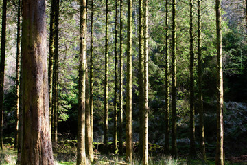 Fototapeta premium Dense forest of Scots pine in spring sunshine