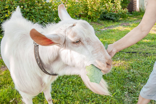 Portrait of a beautiful young white goat on a beautiful green background. The mistress feeds the goat