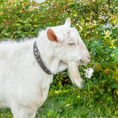 Fototapeta premium Beautiful young white goat chews a chamomile flower on a beautiful green background