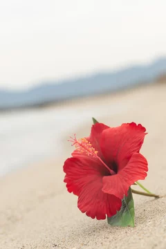 海とハイビスカス Stock Photo Adobe Stock 海とハイビスカス Stock Photo Adobe Stock