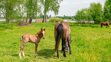 A horse with a newborn foal grazes in a meadow in Sunny weather