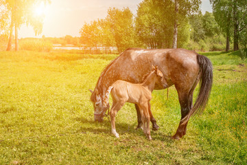 A horse with a newborn foal grazes in a meadow in Sunny weather
