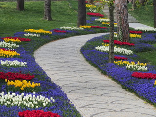 flowers in the garden - 262515170