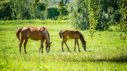 Fototapeta premium A horse with a newborn foal grazes in a meadow in Sunny weather