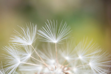 dandelion seeds macro 