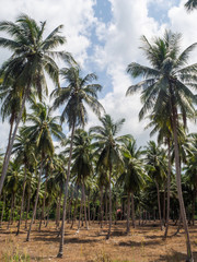 House deep in the palm grove. Koh Phangan Thailand