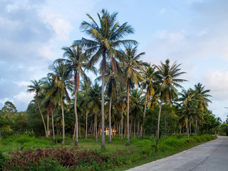 Obraz na płótnie Canvas House deep in the palm grove. Koh Phangan Thailand