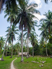 Fototapeta na wymiar House deep in the palm grove. Koh Phangan Thailand