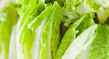 Romaine Lettuce -  green healthy salad ingredient.
