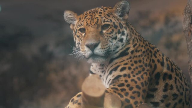 Jaguar closeup resting and turning his head