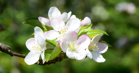 Apfelblüten im Sonnenschein - Blütezeit in Südtirol