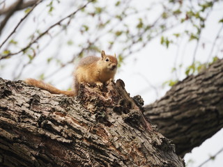 squirrel in tree - 262515722