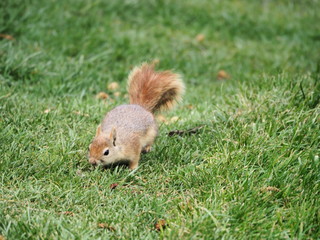 squirrel on grass - 262515901