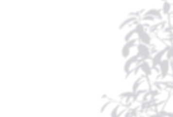 Summer background of shadows branch leaves on a white wall. White and Black for overlaying a photo or mockup