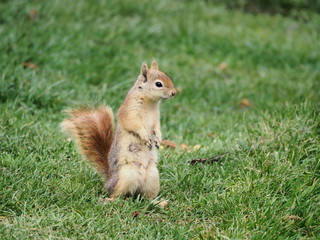 squirrel eating nut - 262515936