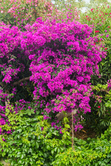 Purple bougainvillea plant tree