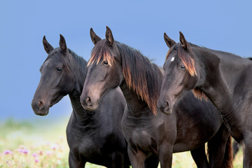 Fototapeta na wymiar Three horses heads close up on blue sky background