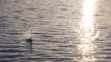 Fototapeta premium Beautiful white swan stretching out to the sun.