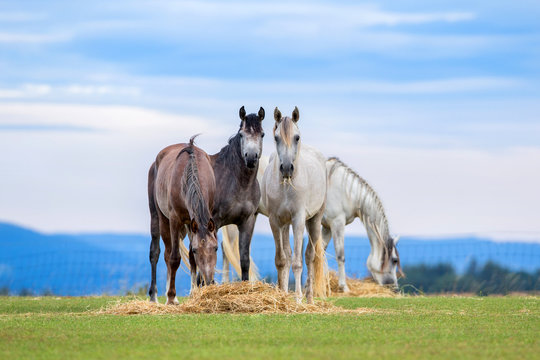Young horses eating hay on pasture in summer