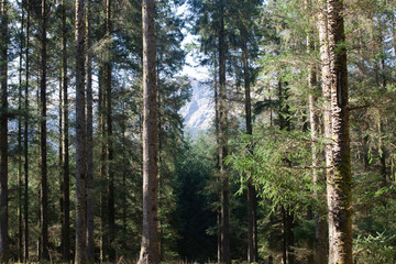 Fototapeta premium Looks like Canada