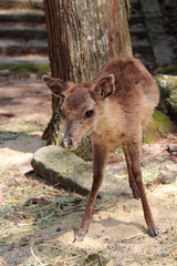 Fototapeta premium deer in miyajima (japan)