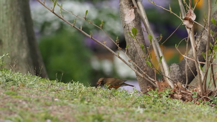 アカハラの捕食