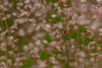 Lichtspiel mit Blumen