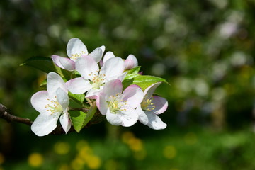 Apfelblüte - Frühling in Südtirol