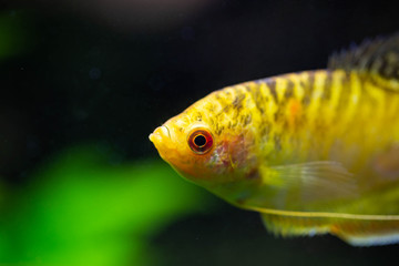 Freshwater aquarium fish