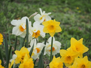 yellow daffodils in the garden - 262517112