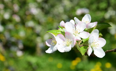 Apfelbaum - Blüte - Blütezeit in Südtirol