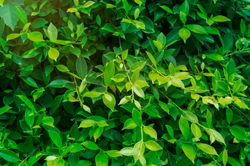 Fototapeta na wymiar Green leaves soft leaves and gradation in natural light