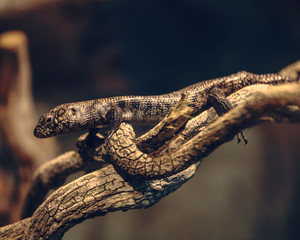 brown lizard climbing on a plant bark