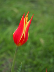 red tulip - 262517530