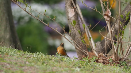 振り向くアカハラ