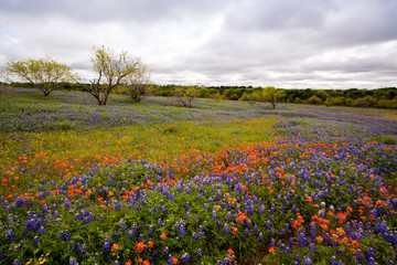 Spring Wildflowers in Texas Hill Country