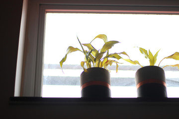 plants dying for lack of water in a window - silhouette of many plants