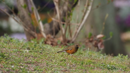 歩くアカハラ