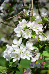 Apfelblüte - Frühling in Südtirol