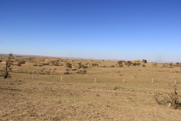 Obraz premium camels in desert