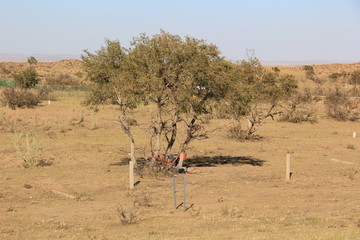 herd of wildebeest in africa