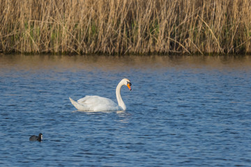 Wildlife swan nature outdoor sunny day
