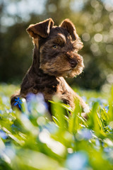 Cute toy schnauzer puppy in a flower meadow