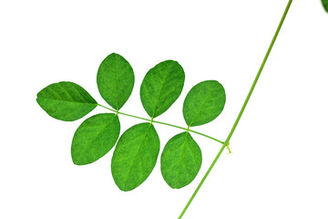 Obraz premium Leaves of Butterfly pea flower on white background
