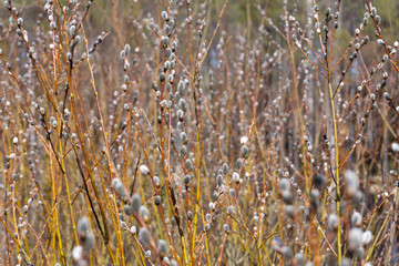 Willow branches with buds in early spring, selective focus. Pussy willow branches with catkins. Spring verticale background. Spring branches willow seals. Spring buds on the willow tree.