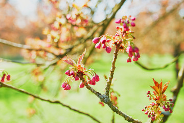 Branch of a cherry tree with pink flowers starting to bloom
