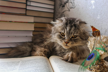 cat and books