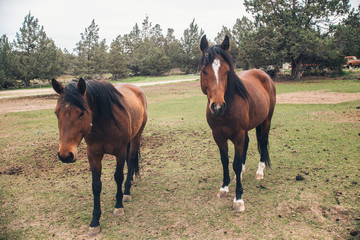 Fototapeta premium Para koni